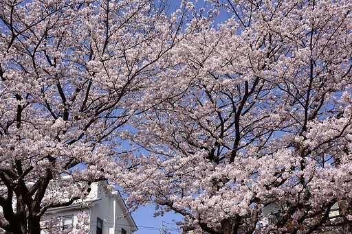 【桜花】満開