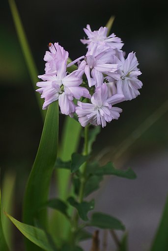 サボン草