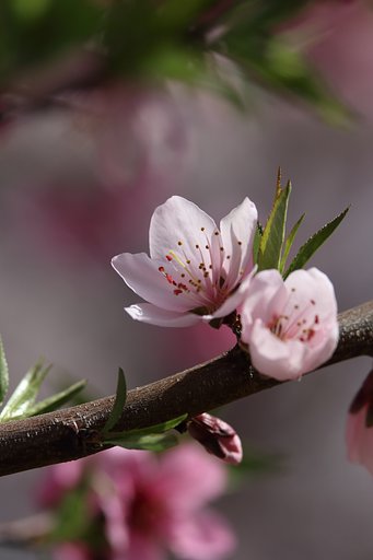 桜シーズン短く