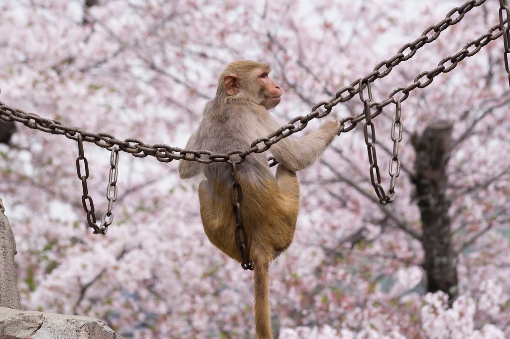 【桜花】花見席