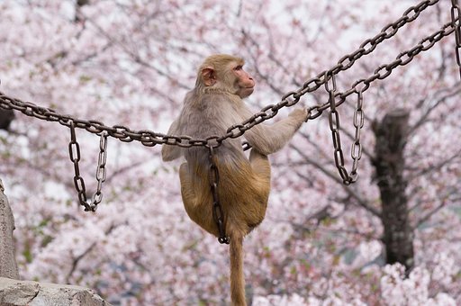 【桜花】花見席