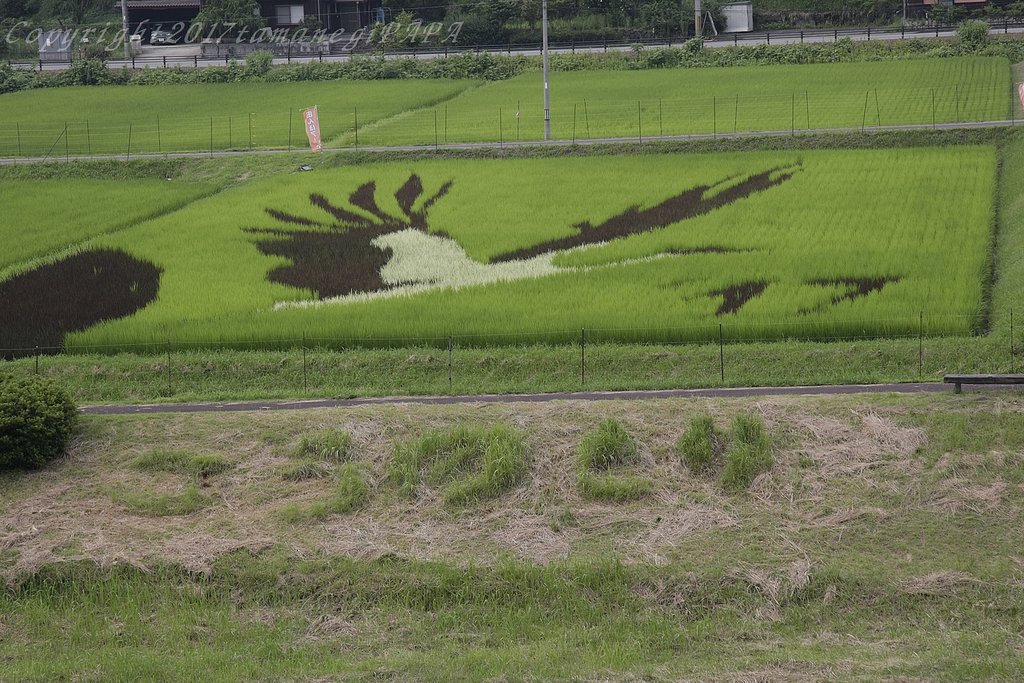 田んぼアート2
