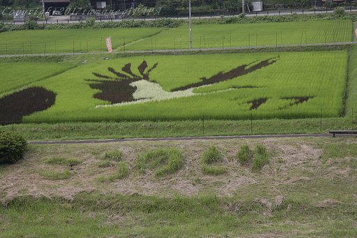 田んぼアート2