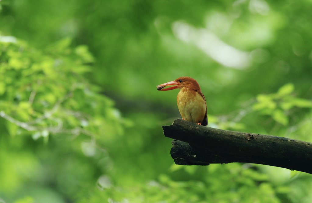 アカショウビン