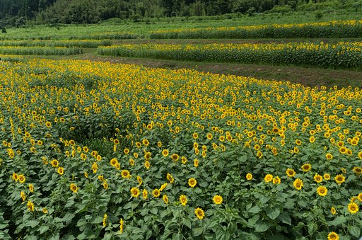 SIGMA 10-20mm F4-5.6