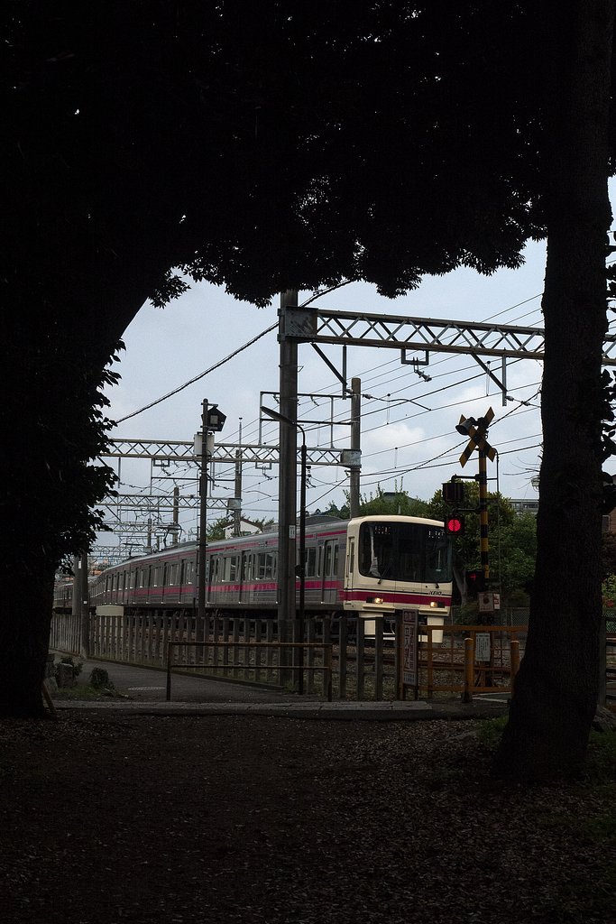 森の出口で