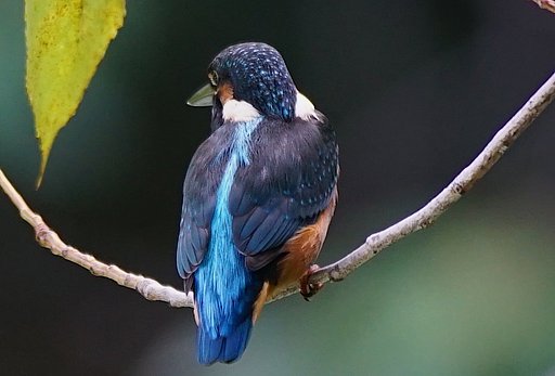 青い鳥な