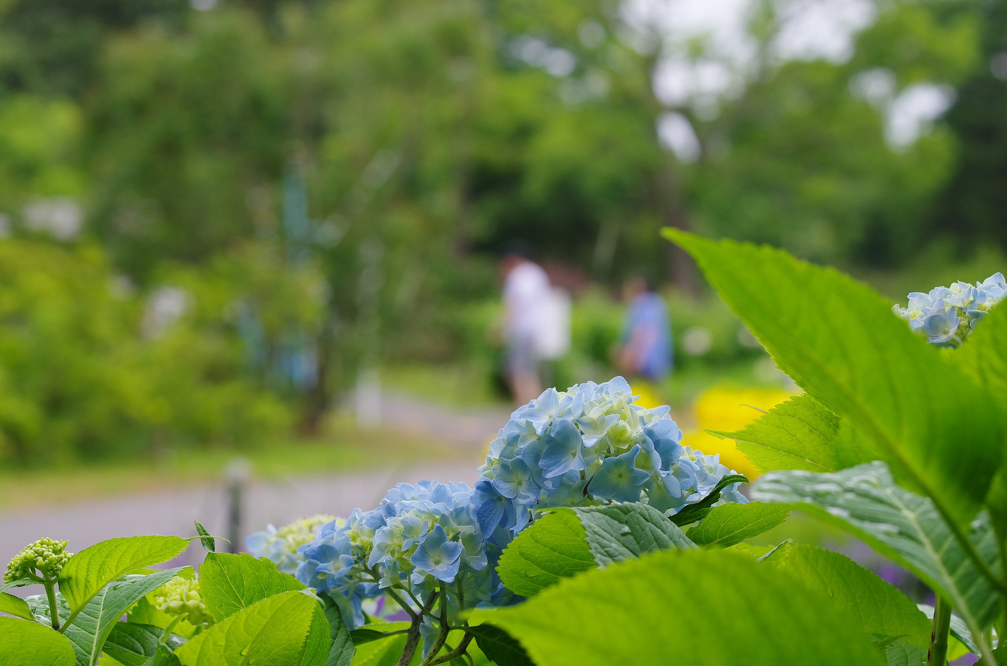 晴れた日の紫陽花