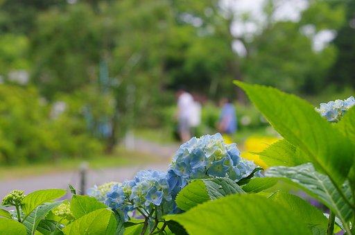 晴れた日の紫陽花