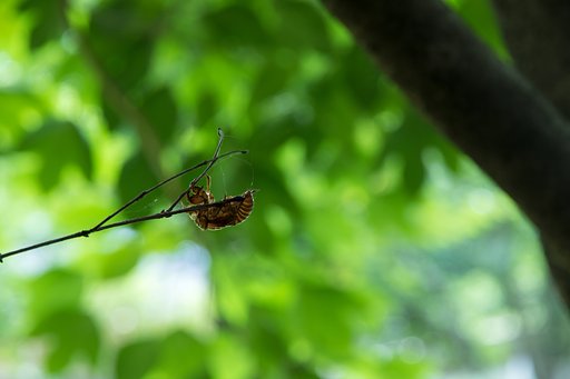 どうやって、ここまで