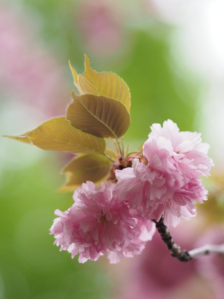 八重の桜～尾久の原公園～