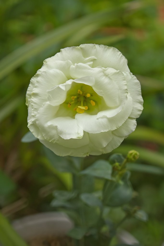 緑掛かった白い花