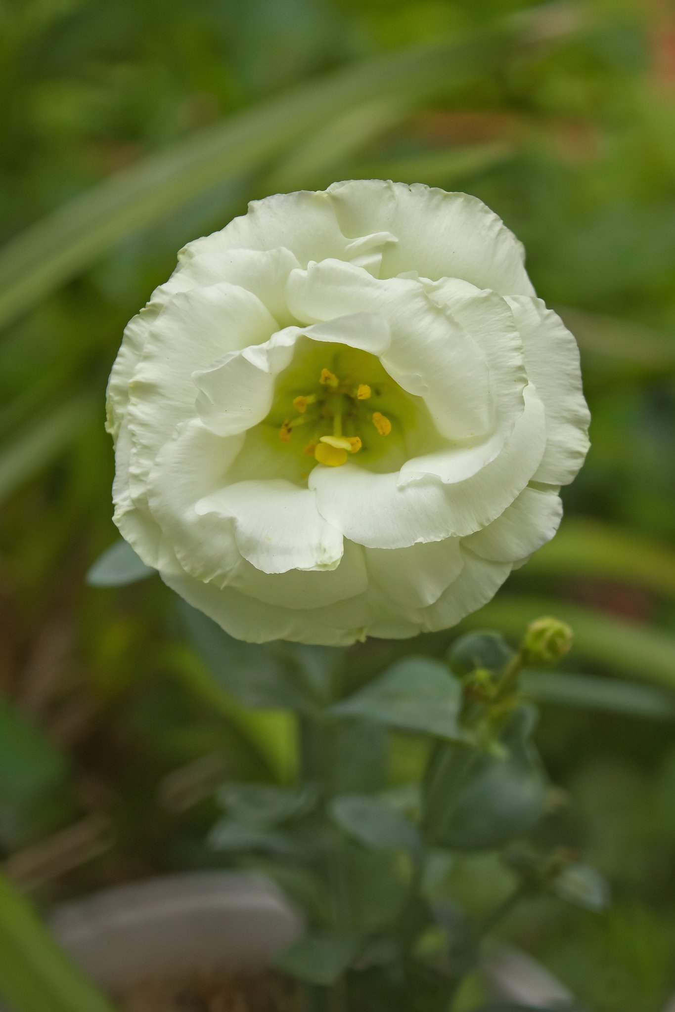 緑掛かった白い花