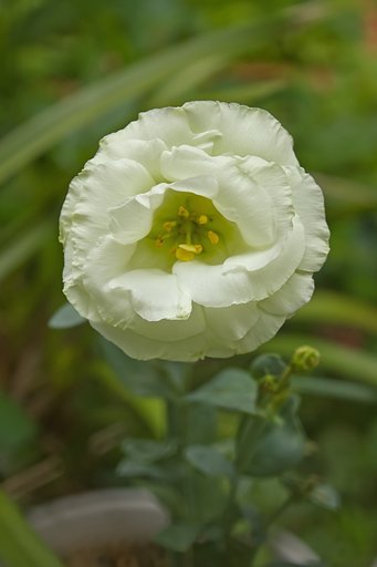 緑掛かった白い花