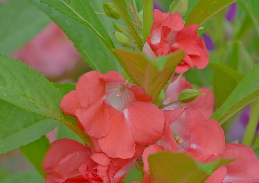 鳳仙花