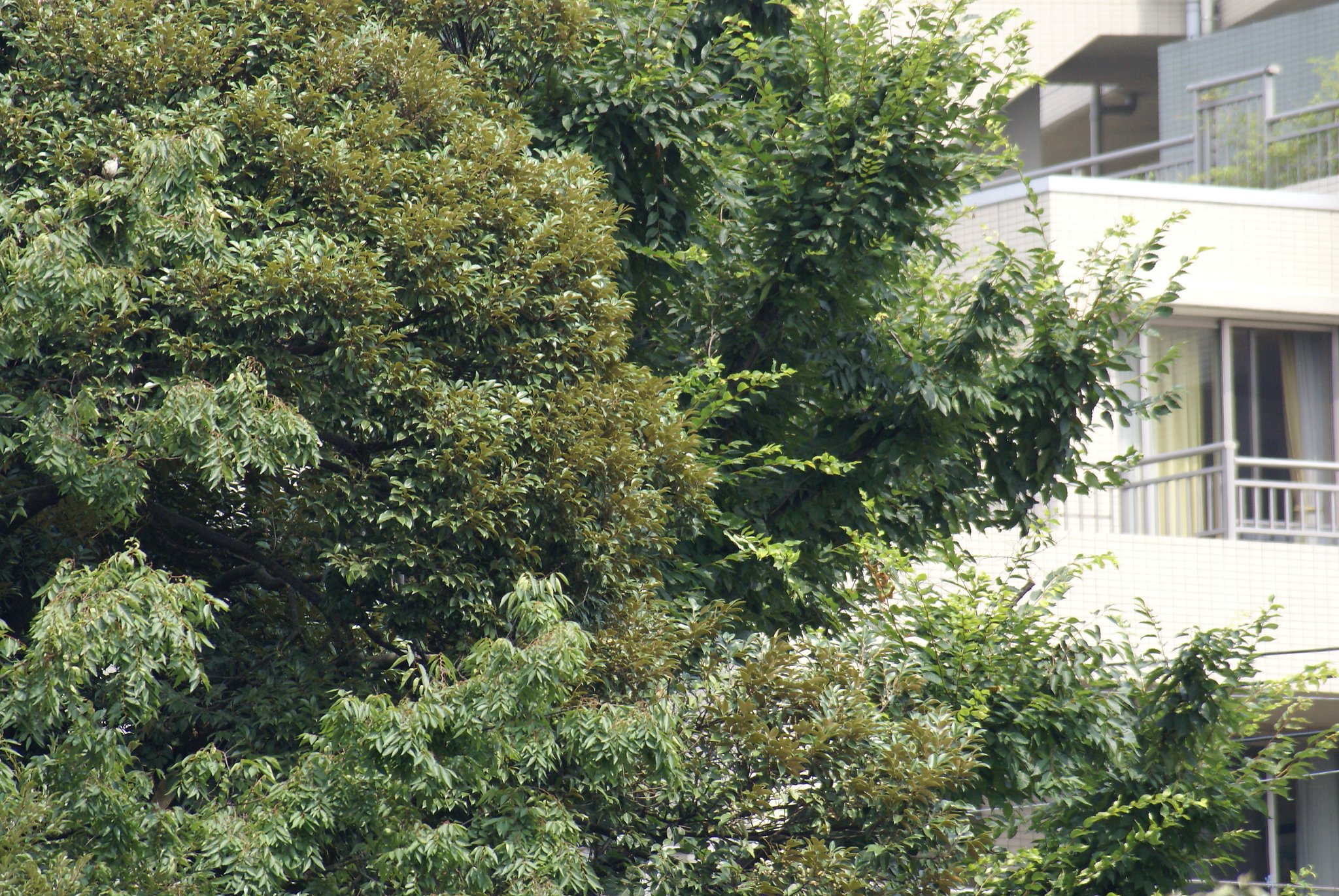 試し撮り１：AF 100-300mmF4.5-5.6(D) APO