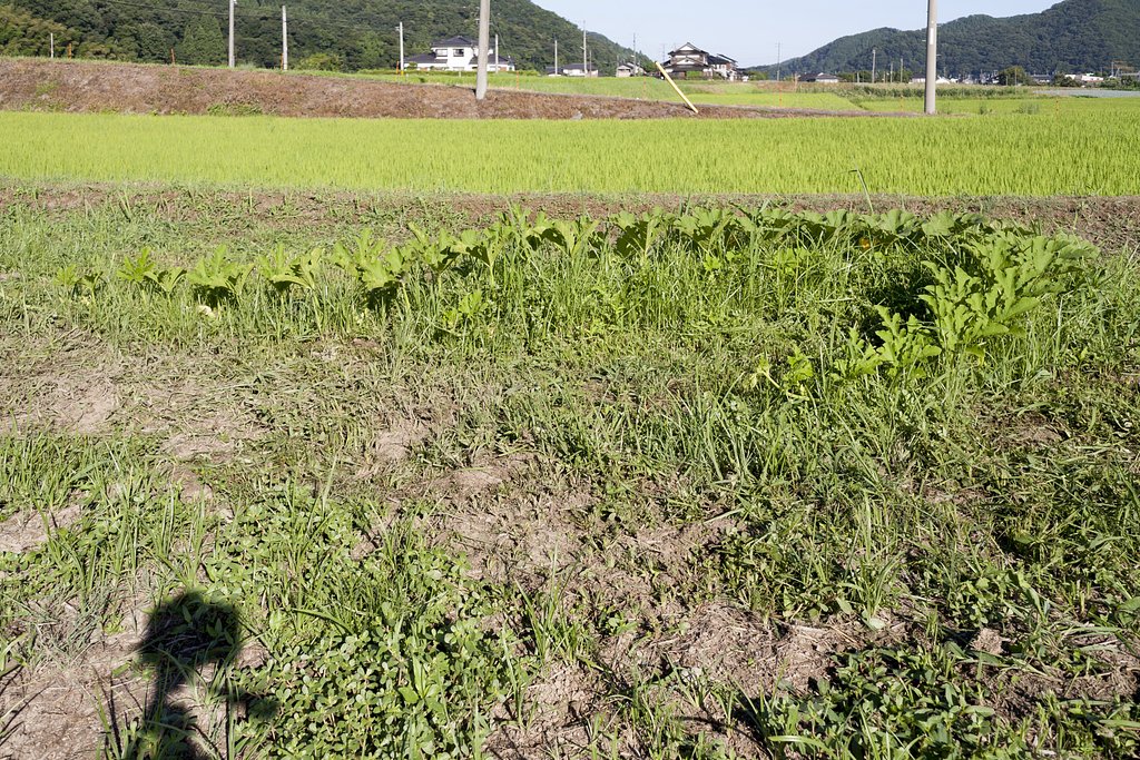 カボチャ