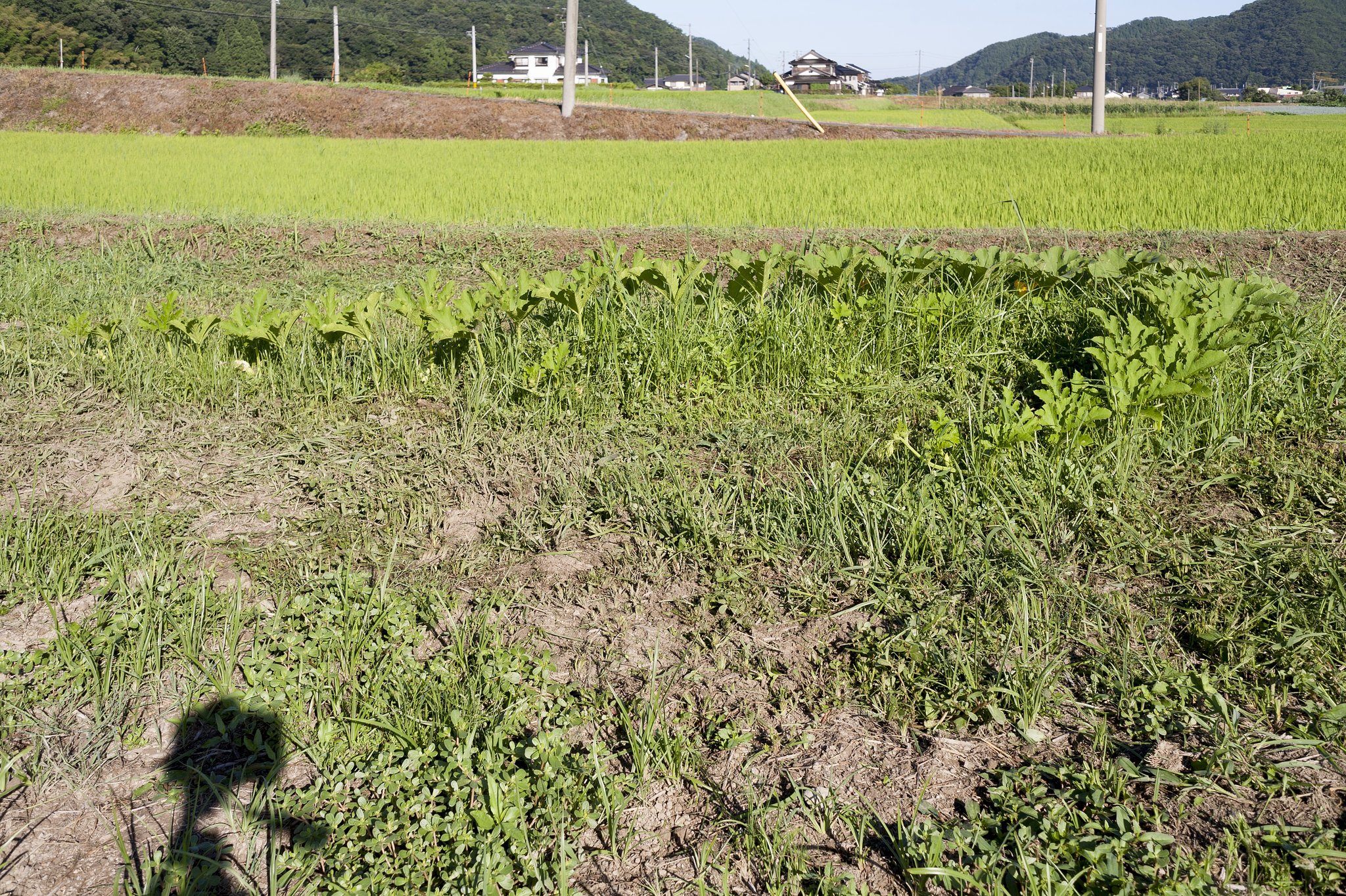 カボチャ