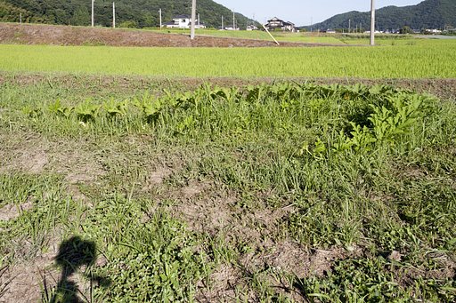 カボチャ