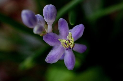リュウノヒゲの花