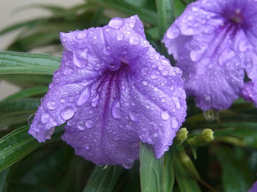 【夏】　雨の中