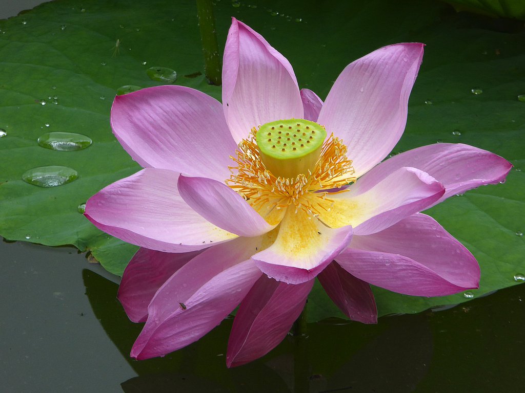 蓮の花