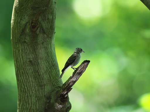 オオルリ幼鳥