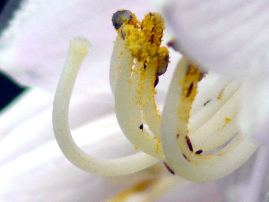 Canon NEW　FD80㎜-200㎜F4 +Extension Tobe FD25　１