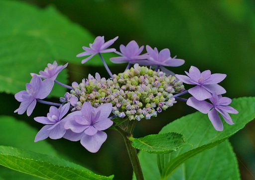 紫陽花