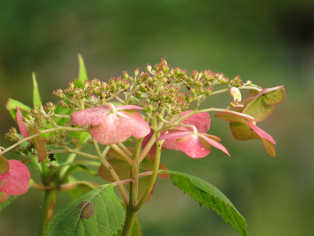 まだ紫陽花