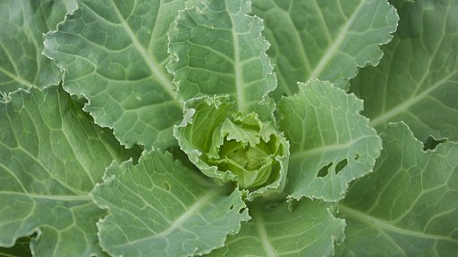 お正月の葉牡丹が今