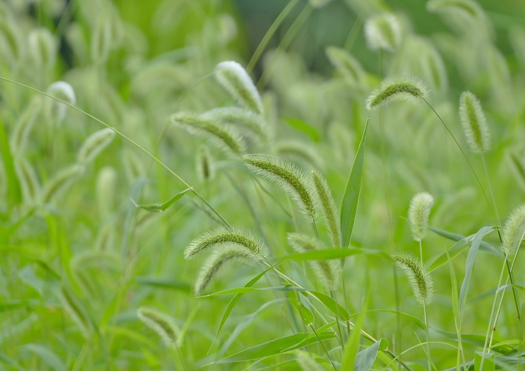 狗尾草