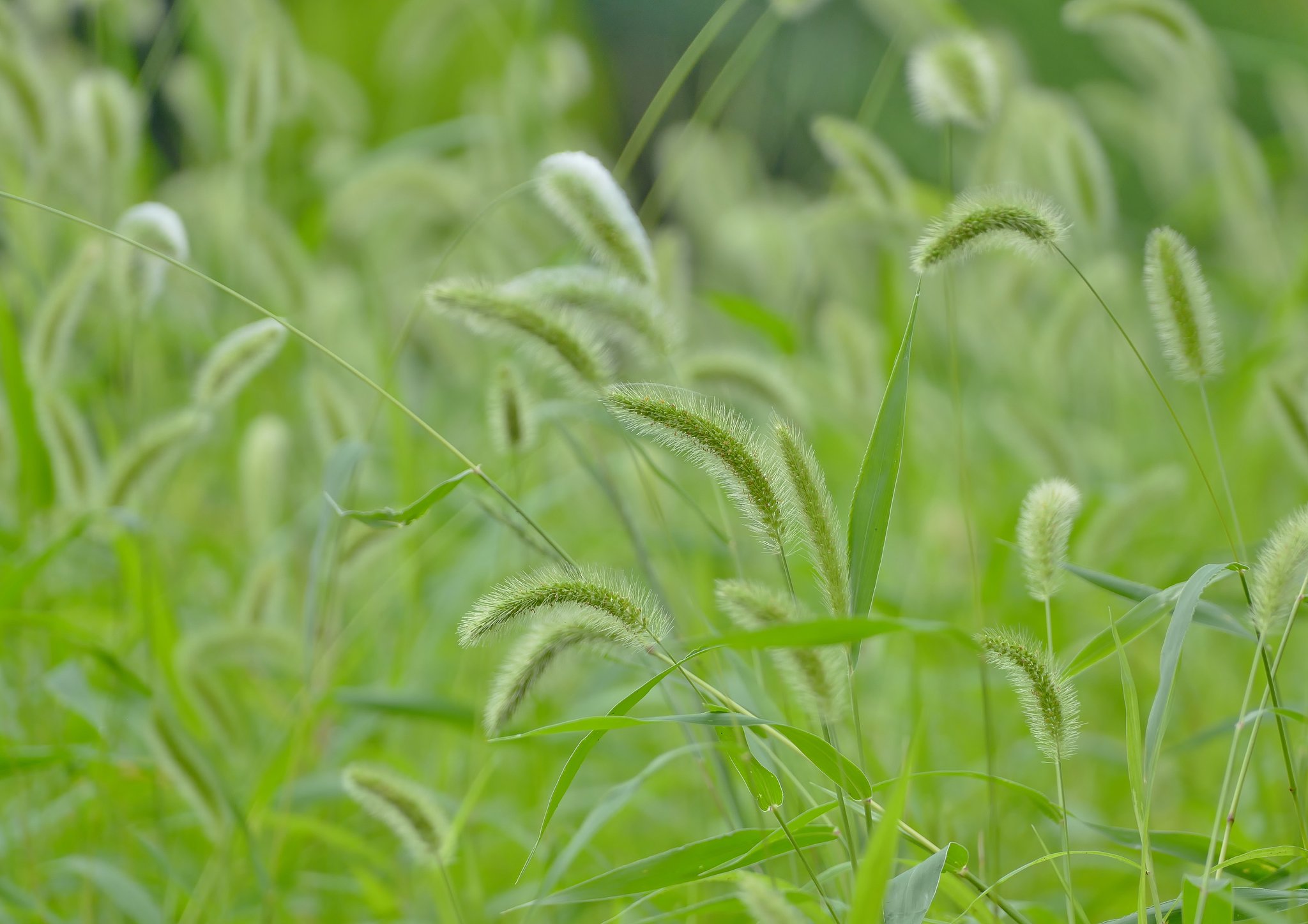 狗尾草