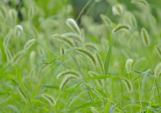 狗尾草