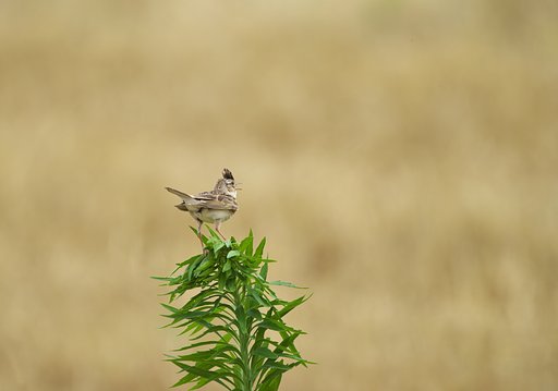 ヒバリ立つ