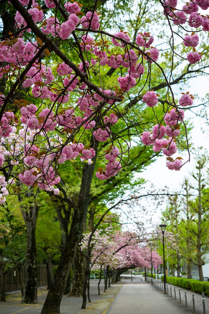 最後の桜のトンネル