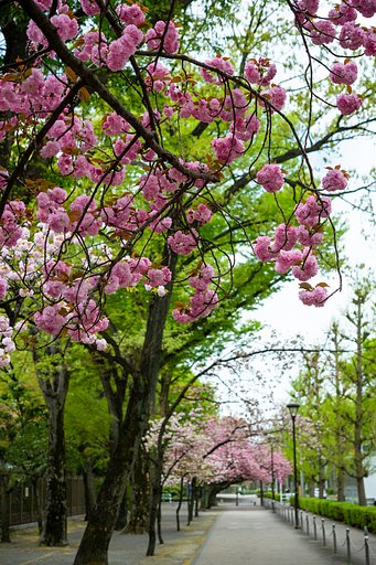 最後の桜のトンネル
