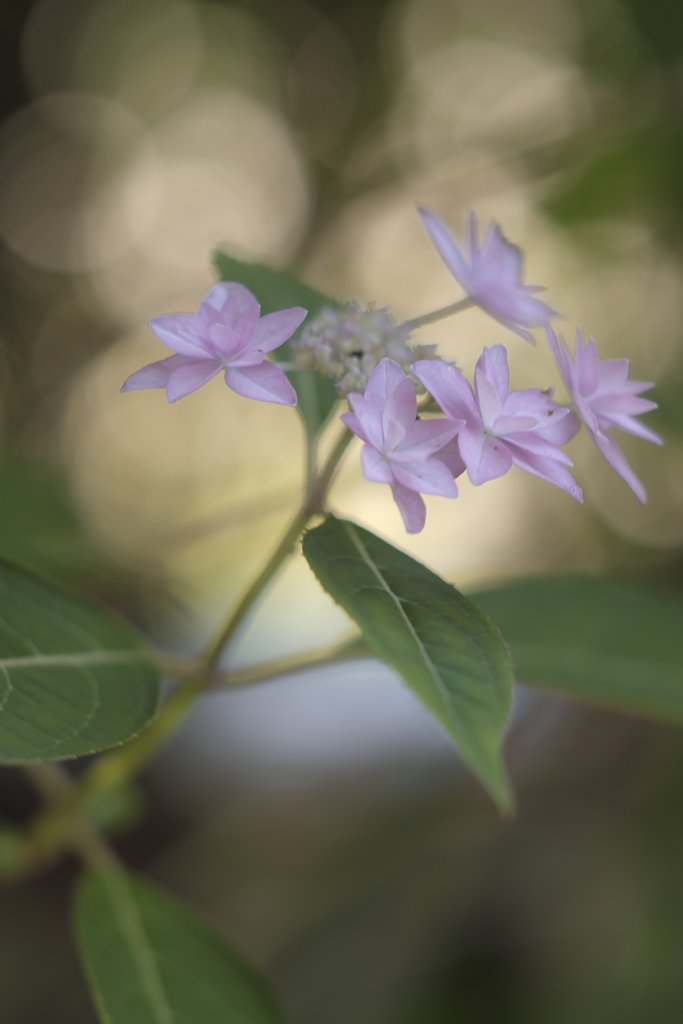 七段花