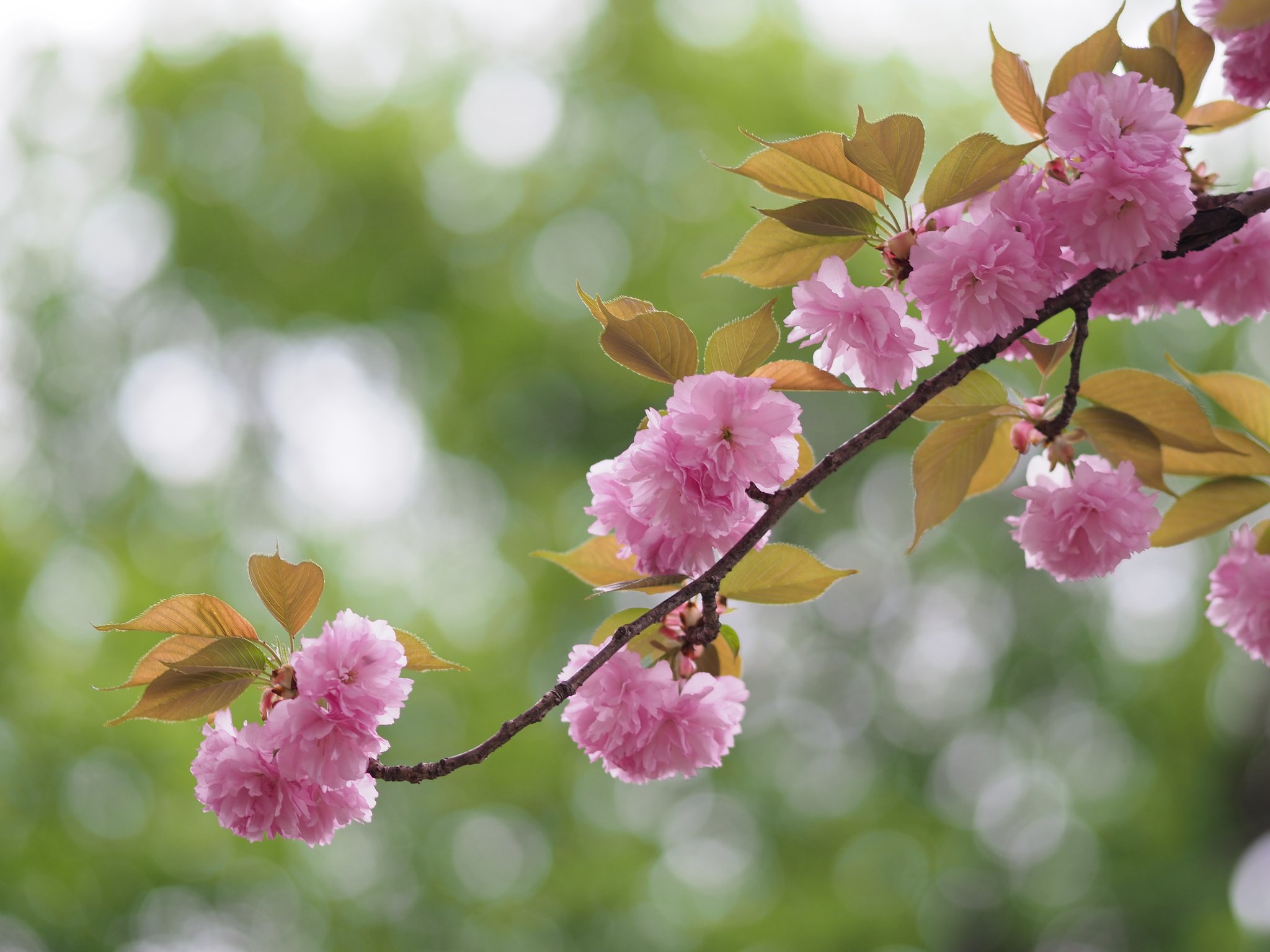 八重の桜～近くの公園～