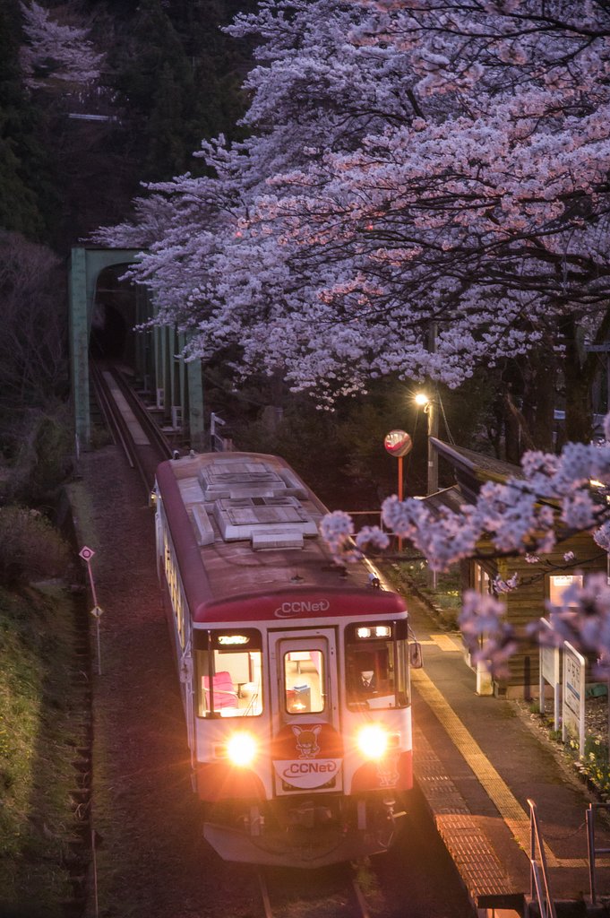 夜桜