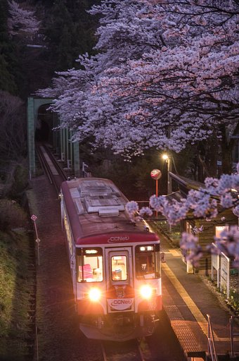夜桜