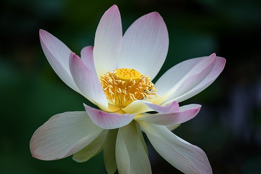舞妃蓮 開花