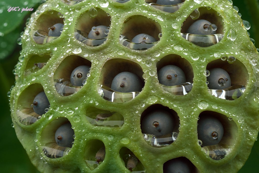 種