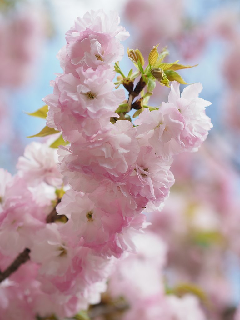 桜・終章～喝采～