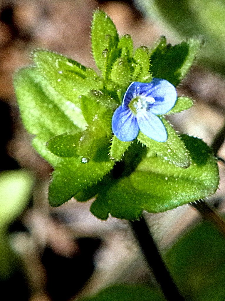 極小の花