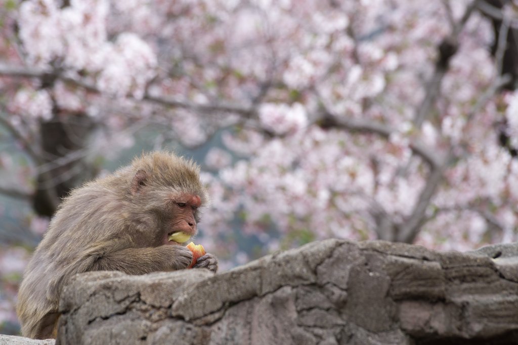 花より
