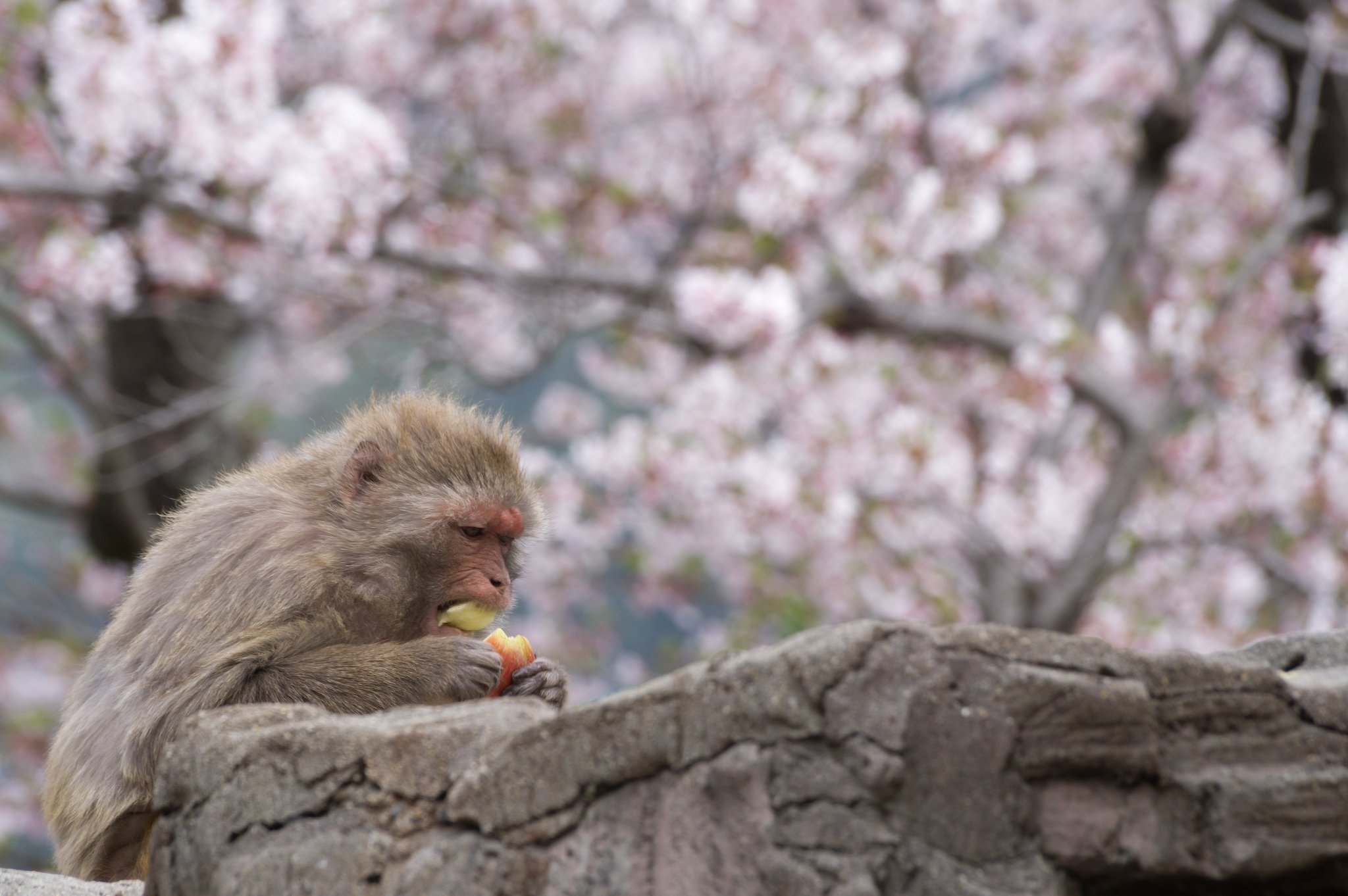 花より