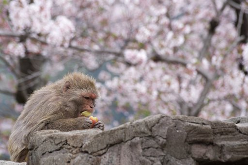 花より