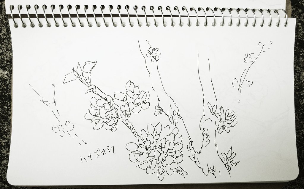 【桜花】ハナズオウの素描（スケッチ）