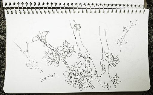 【桜花】ハナズオウの素描（スケッチ）